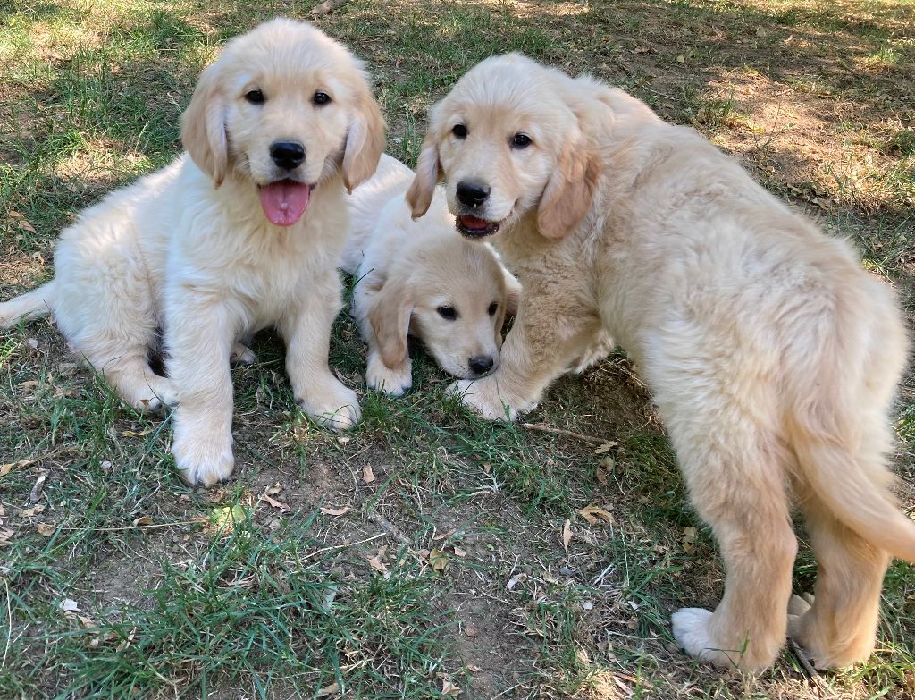 Chiot Golden Retriever Of The Apple Mill