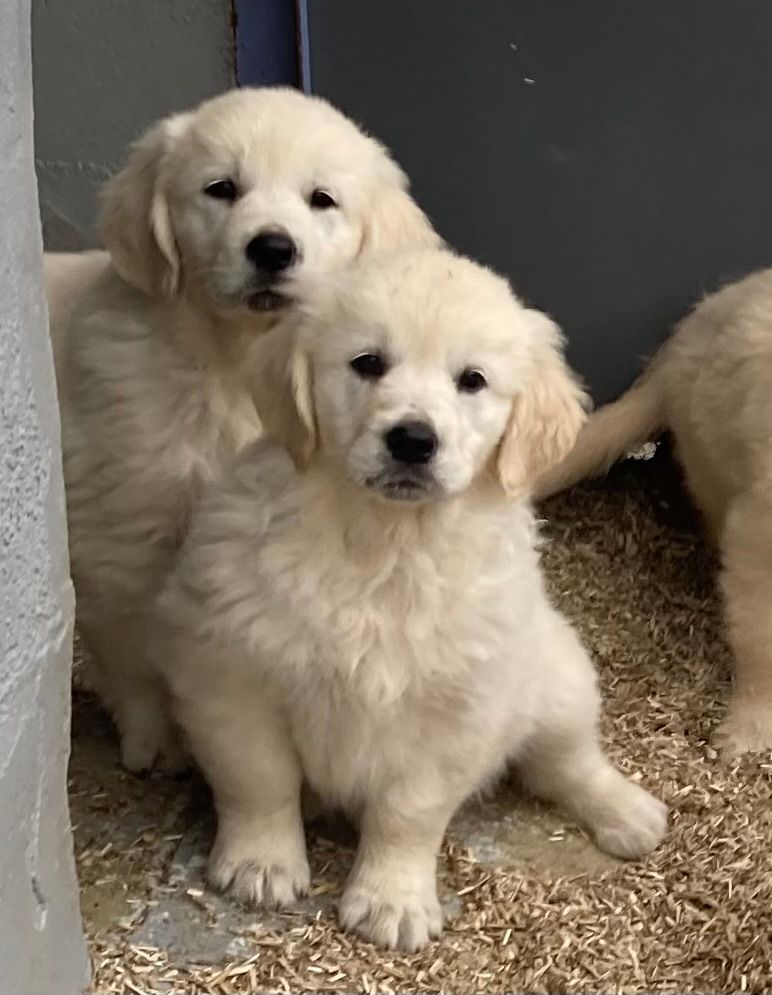 Of The Apple Mill - Chiots disponibles - Golden Retriever