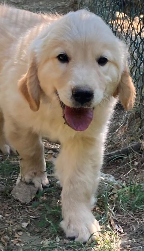 Of The Apple Mill - Chiots disponibles - Golden Retriever