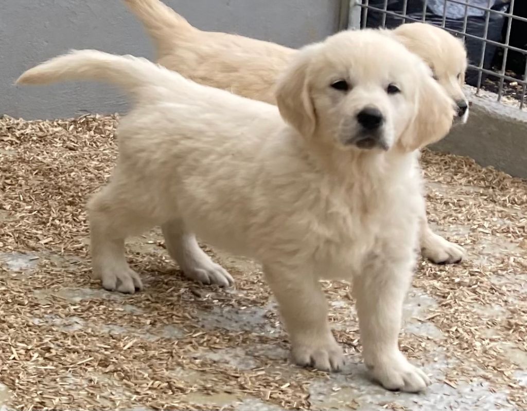 Of The Apple Mill - Chiots disponibles - Golden Retriever