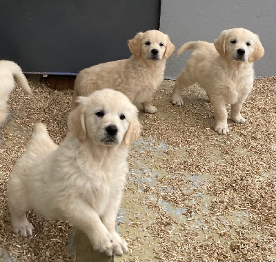 CHIOT 5