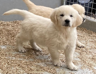 CHIOT 2