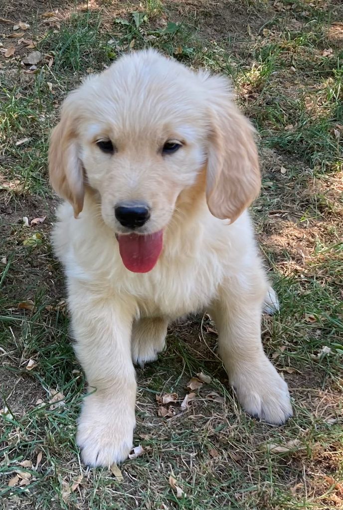 Of The Apple Mill - Chiots disponibles - Golden Retriever